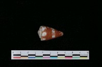 藏品(鼠芋螺)的圖片